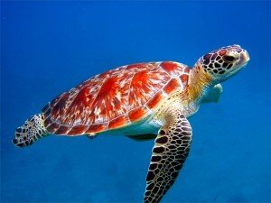 Sea turtle nesting season education for Volusia County beaches